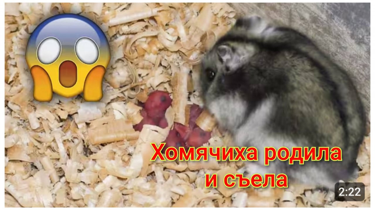 Хомячиха родила и съела хомячат.🤣