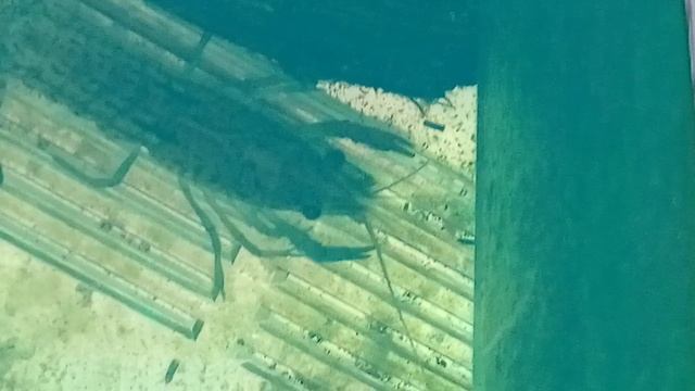 Мраморные раки. 08-06-2025