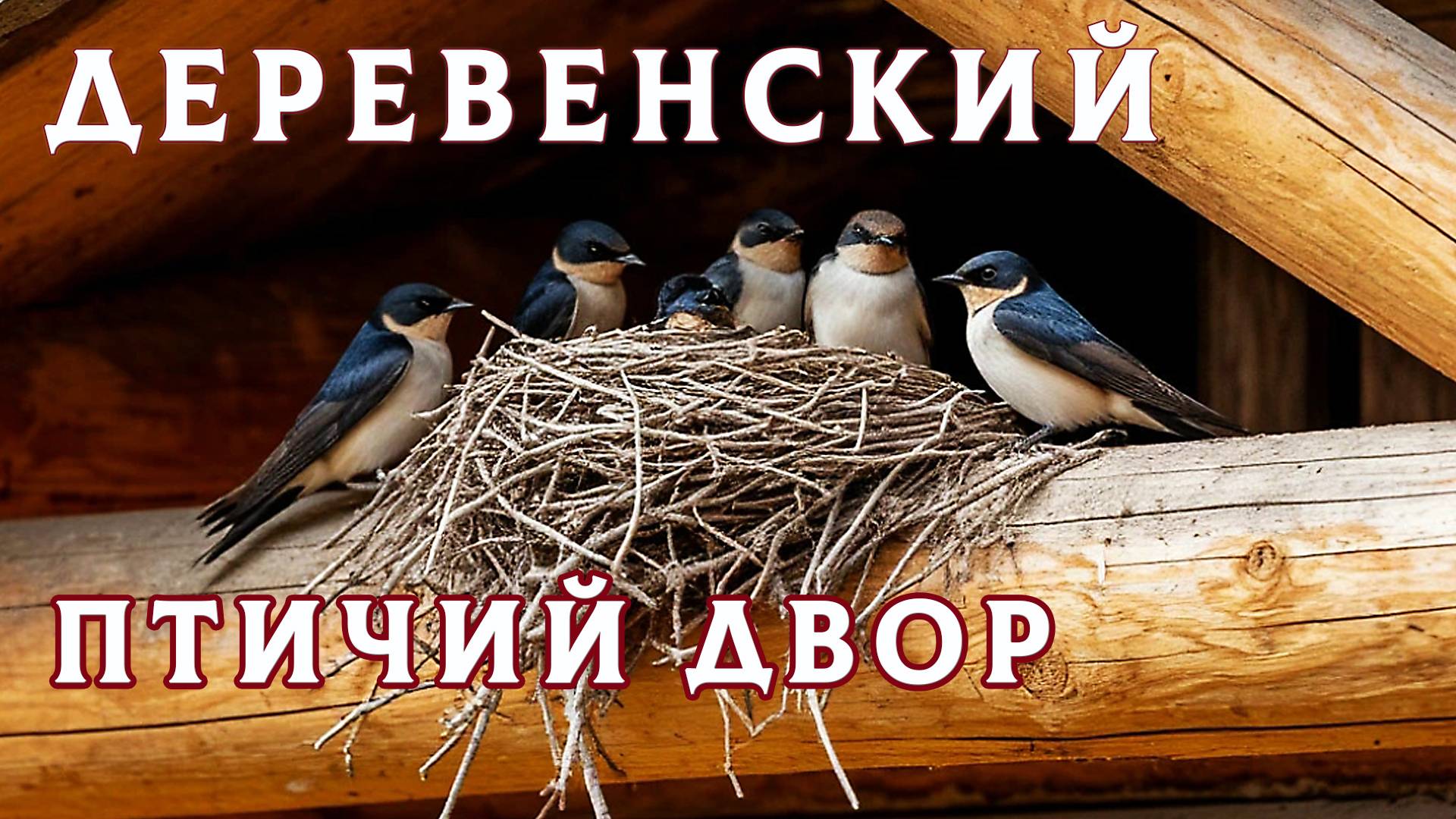 Лето начинается с гнезда! Смотрите как живут ласточки, голуби и мои цыплята 🌞🐥