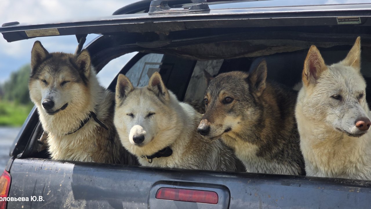 Охолодить лаек