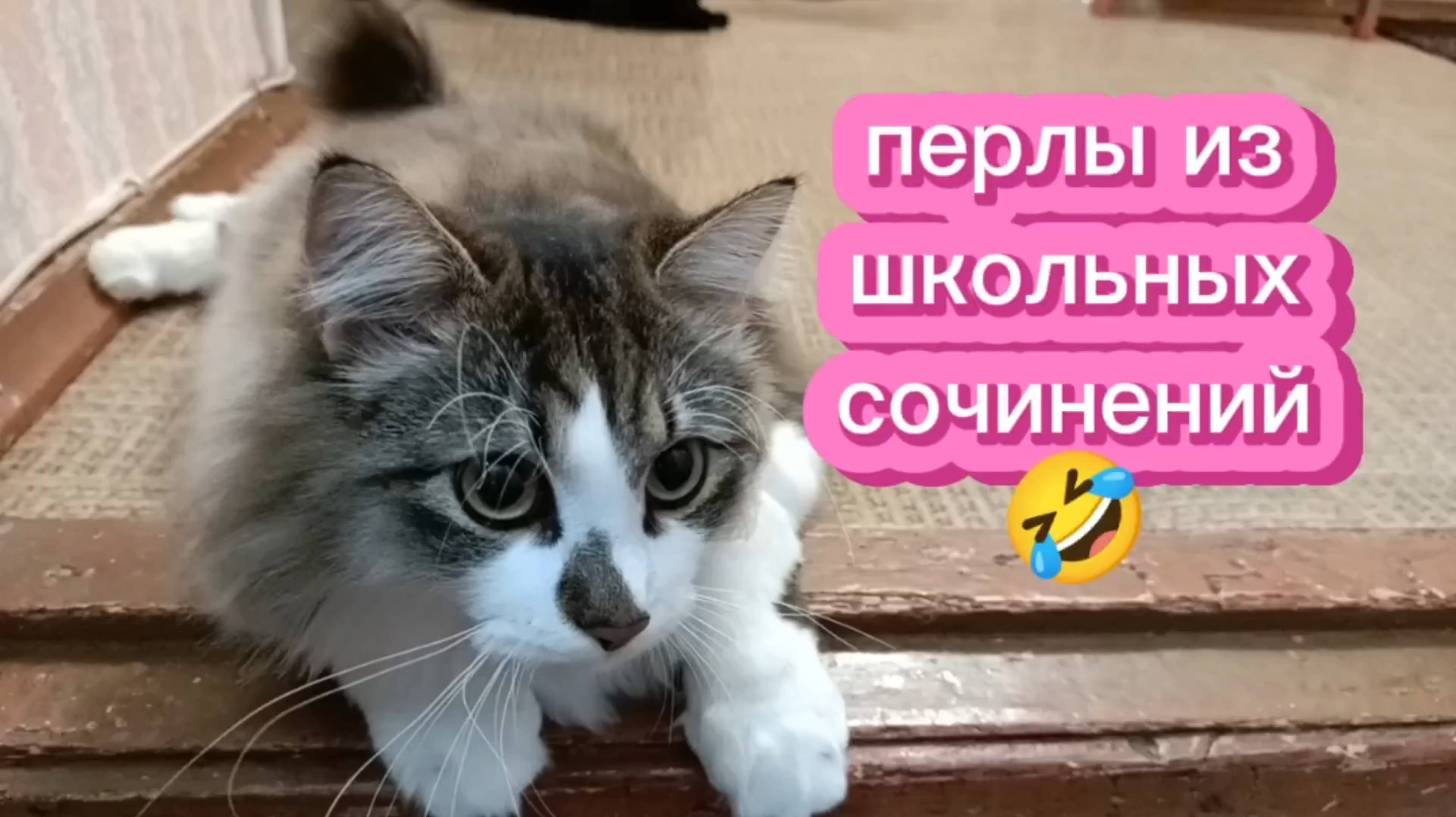 Кошки с озвучкой 😂ПЕРЛЫ ИЗ ШКОЛЬНЫХ СОЧИНЕНИЙ. СМЕХ.
