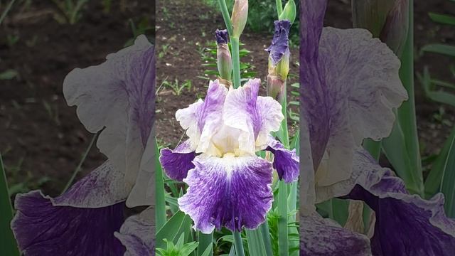 ирис MOONLIT WATER