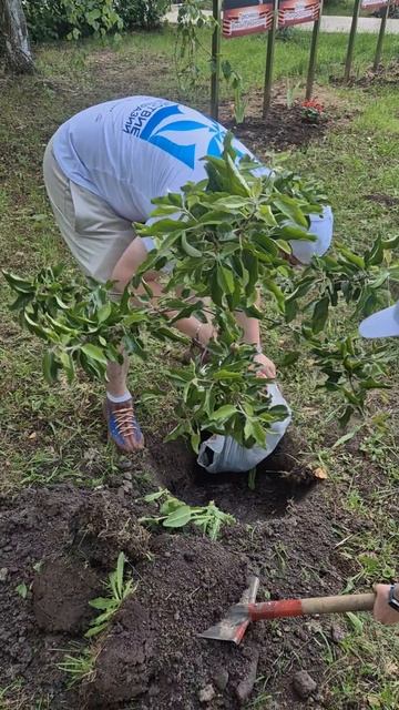 Сажаем яблони в рамках Экспедиции Сердце Евразии в Болдино. #ПутешествиеВСердцеЕвразии