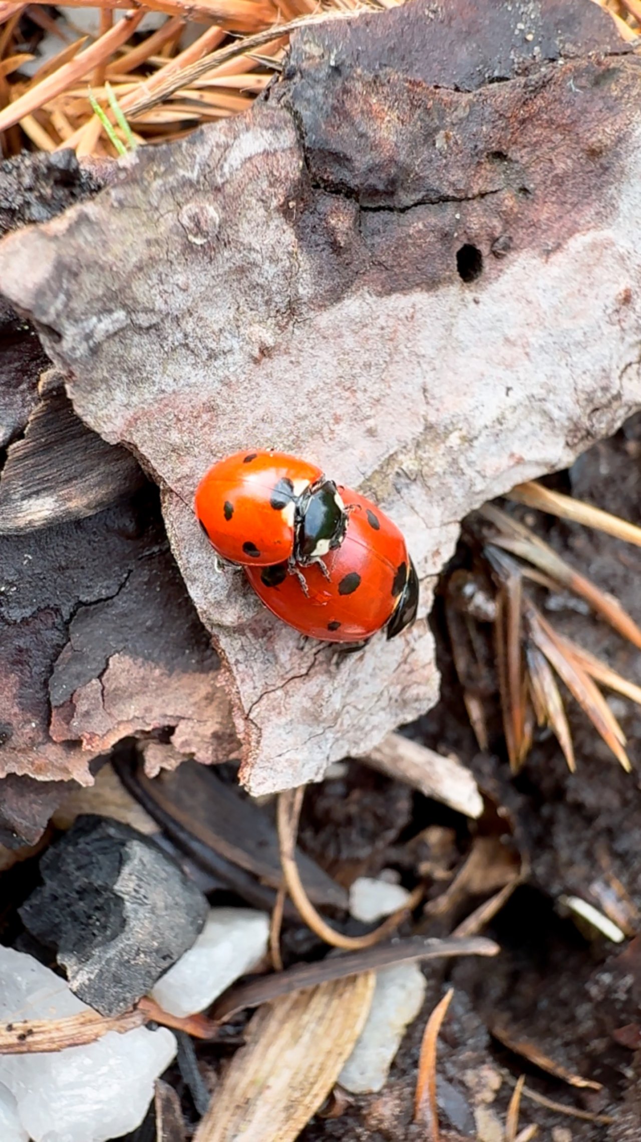 Жизненный путь Божьей Коровки 🐞 Lady bug's life