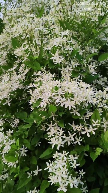 Клематис Манжурский - белая пена в саду 05.06.2025 г. Пятигорск #дизайн сада #цветы