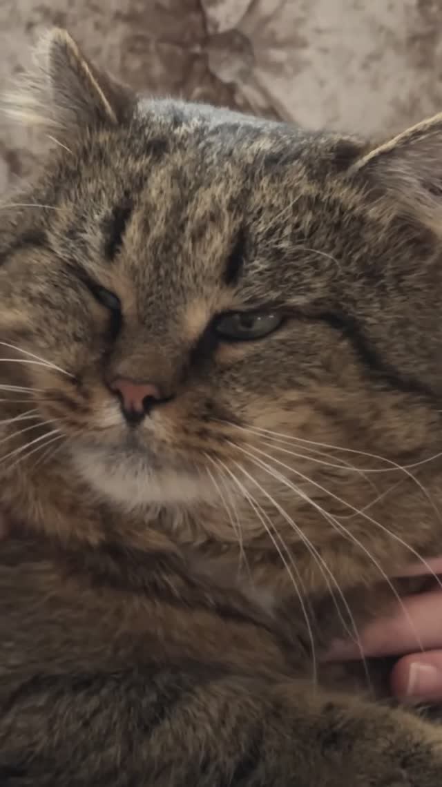 Коты и поцелуи