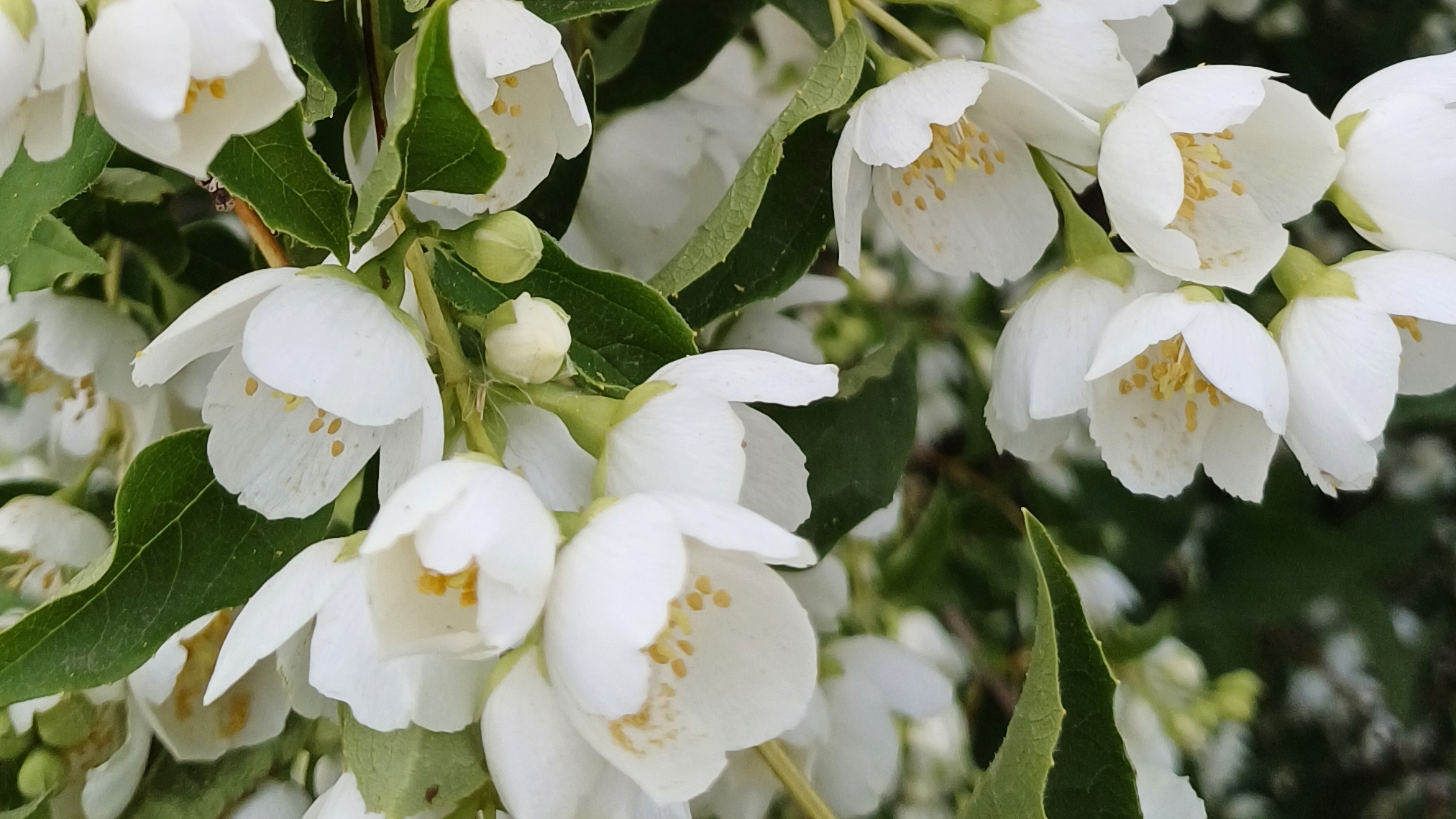 Дачный релакс🌹🌹🌹/Сезон клубники🍓🍓🍓