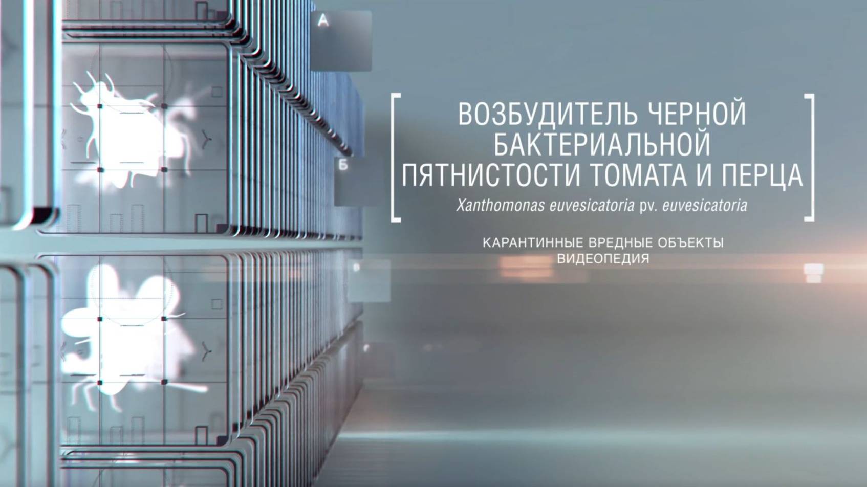 Возбудитель черной бактериальной пятнистости томата и перца Xanthomonas euvesicatoria