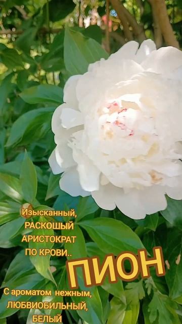 Ты любишь красоту, способен ли ты восхищаться?