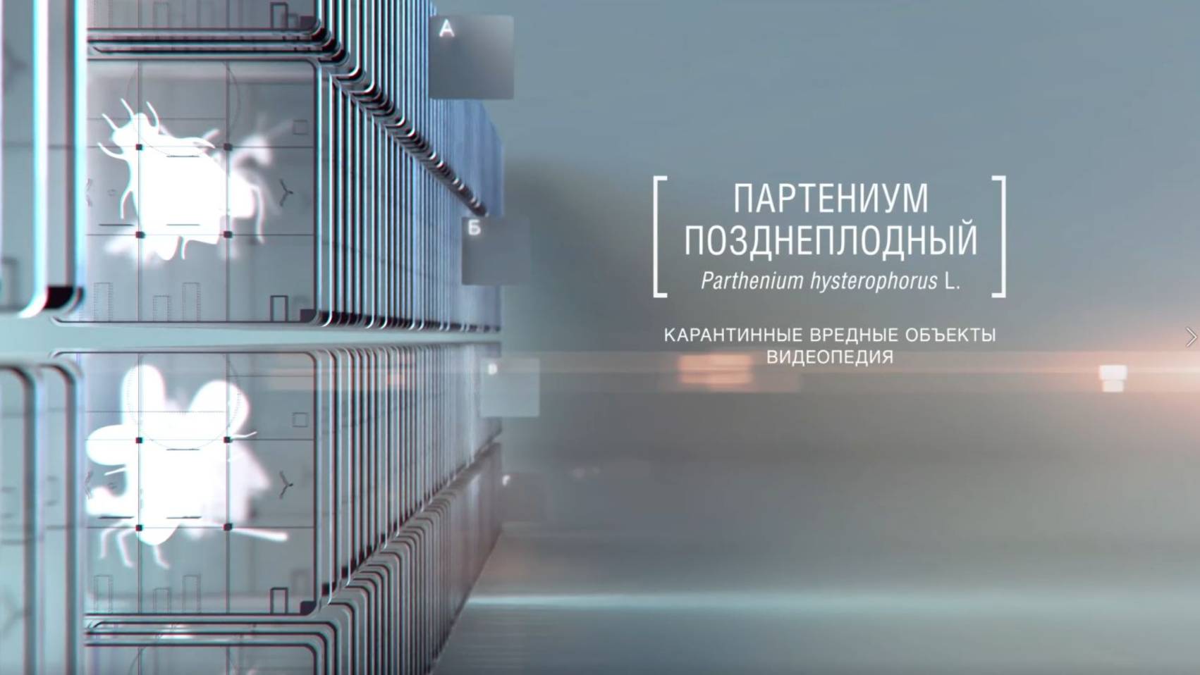 Партениум позднеплодный Parthenium hysterophorus