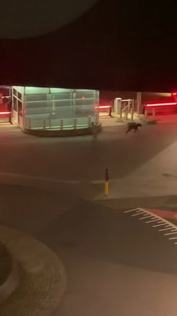 Собачька выгуливает хозяйку