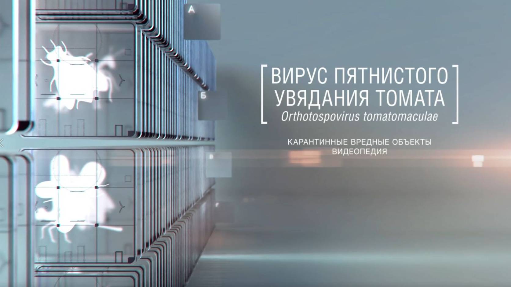 Вирус пятнистого увядания томата Orthotospovirus tomatomaculae