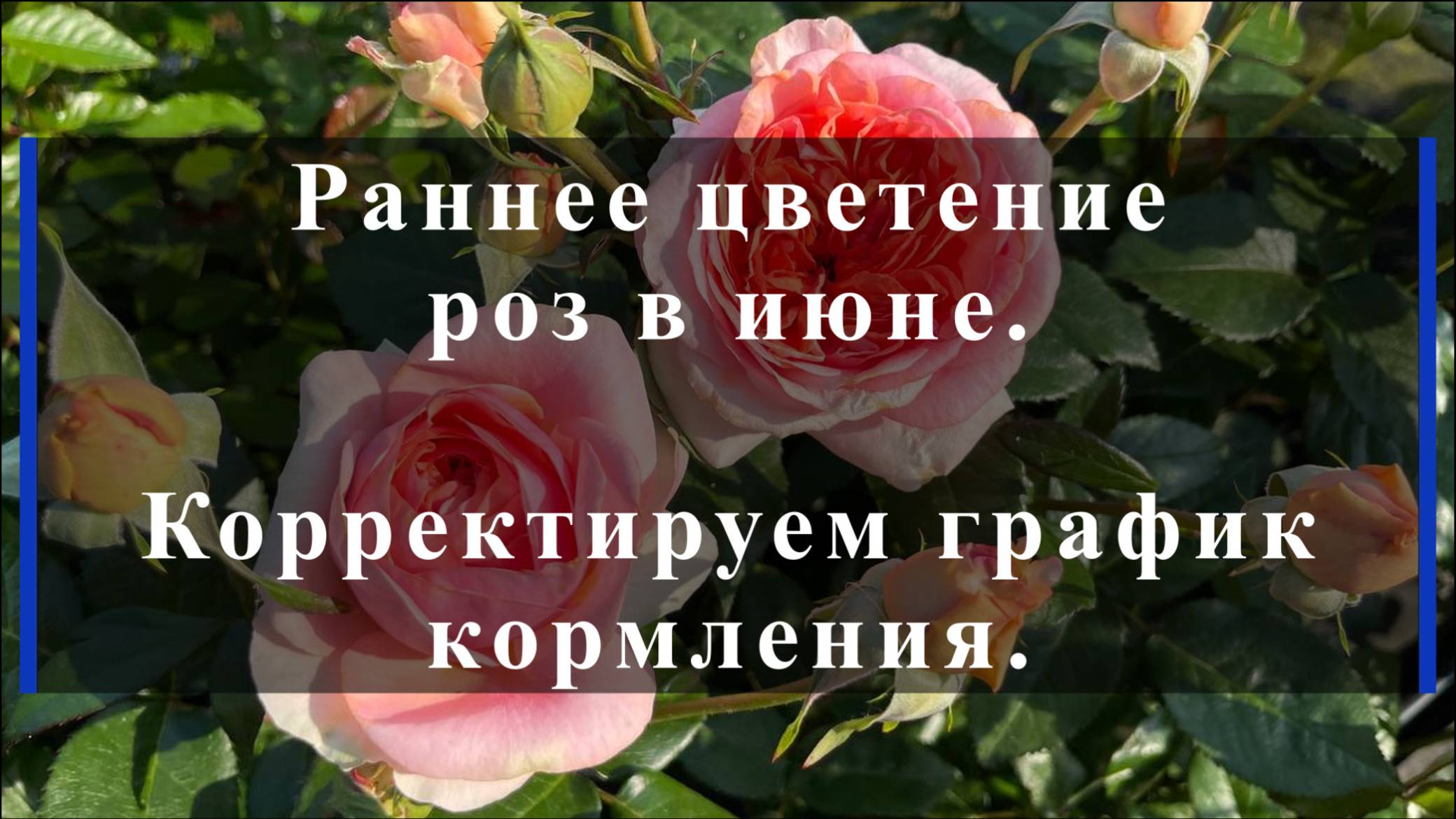 Раннее цветение роз в июне.Корректируем график кормления.
