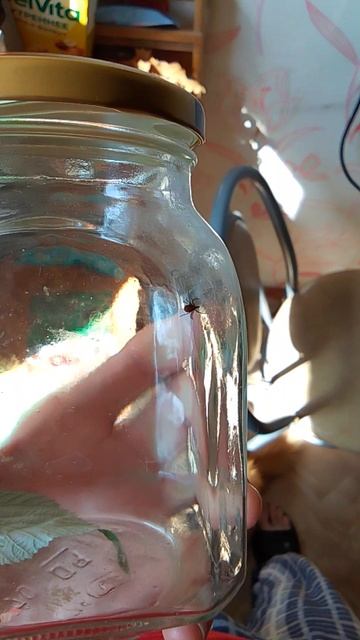 клещ пойман 8 июня 2025 года