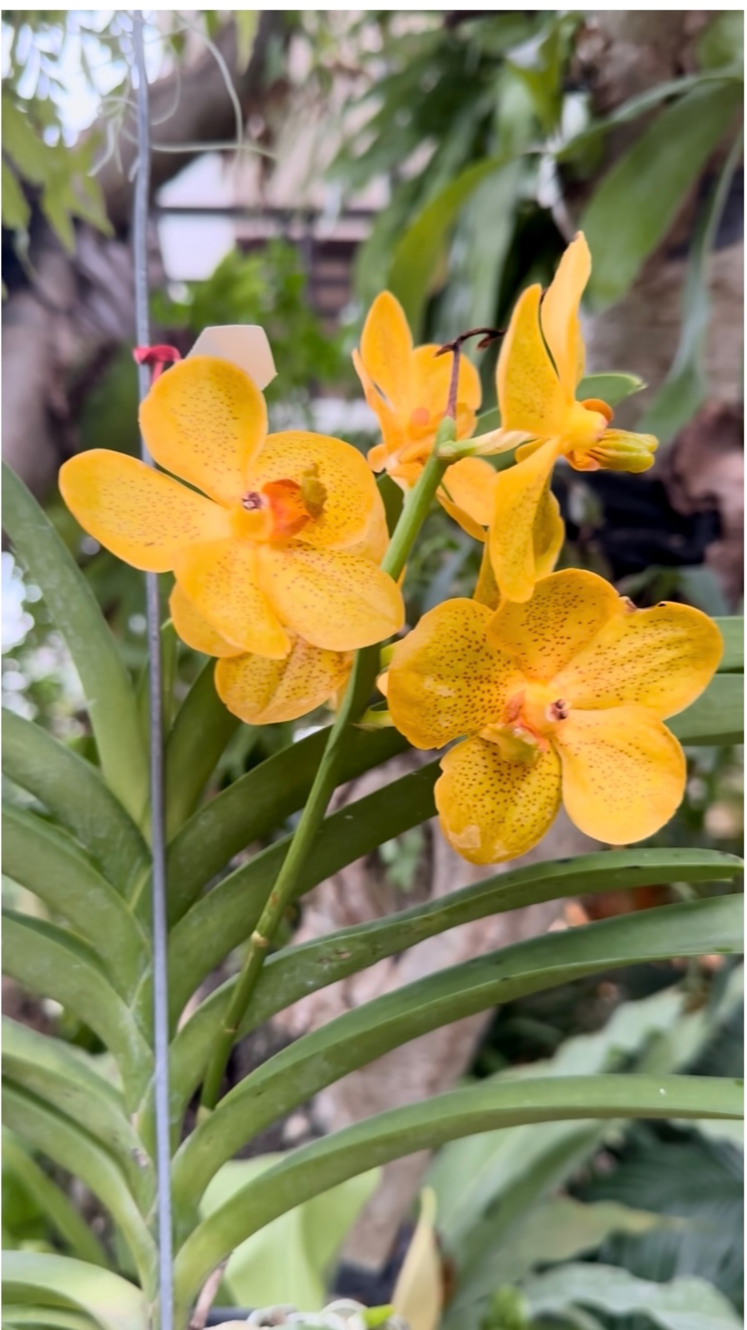 Звуки живой природы в Таиланде.