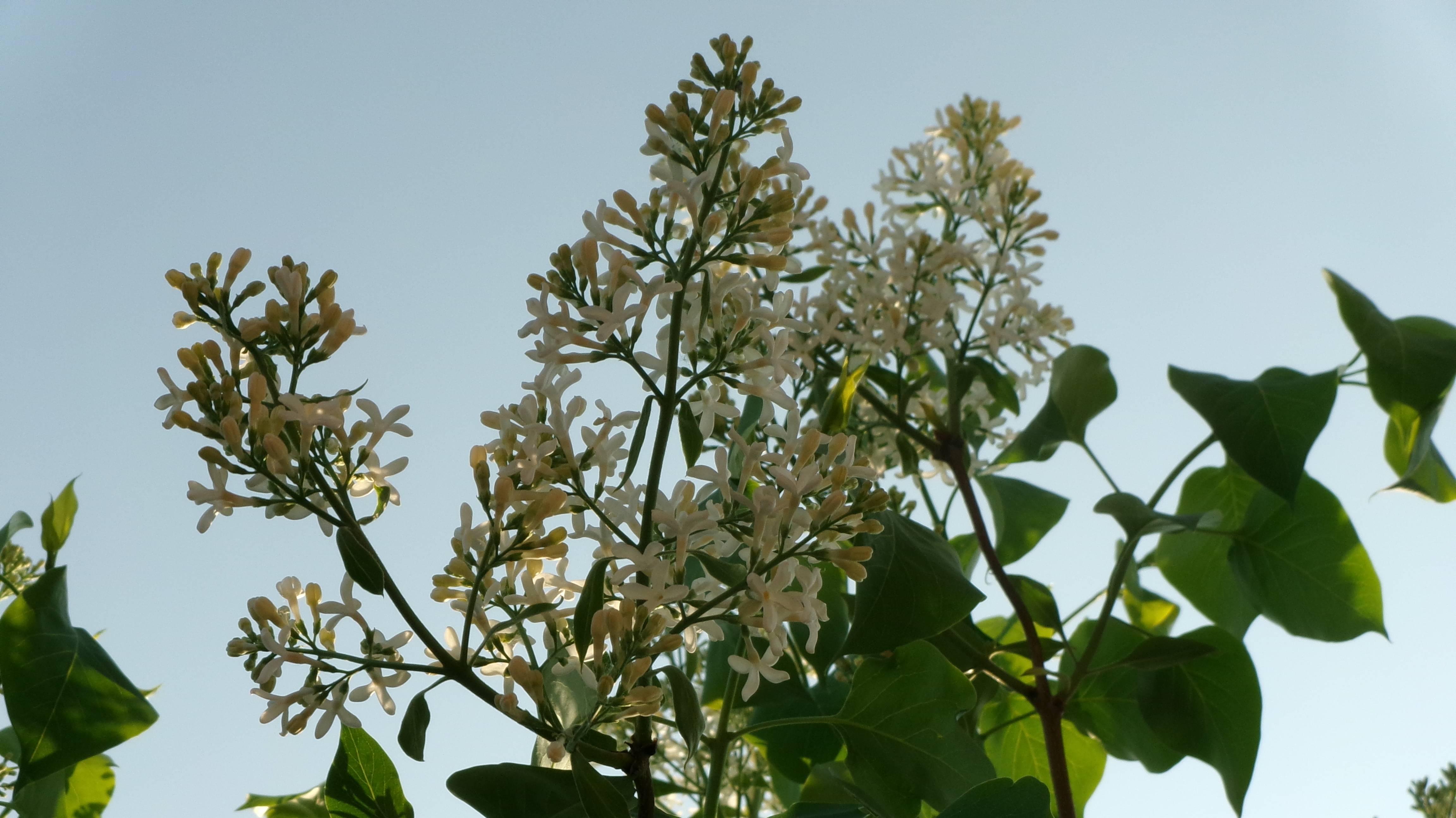 Очень хорошая песня.  Исполнитель Алексей Ром - Ветка Сирени..