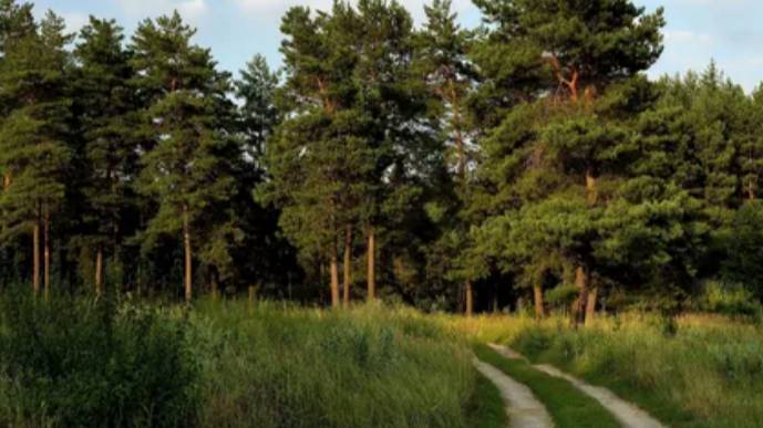 ПОЕЗДКА В ЛЕС