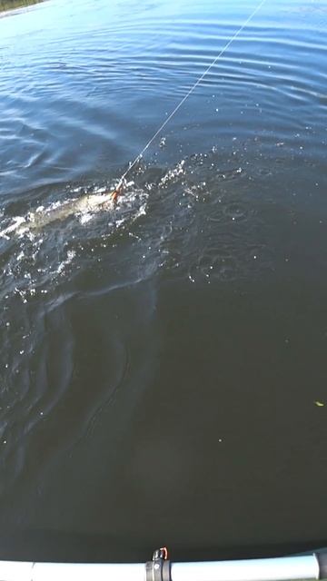 ЗЛОЙ ЩУК на КРУПНЫЙ СИЛИКОН! Рыбалка на спиннинг