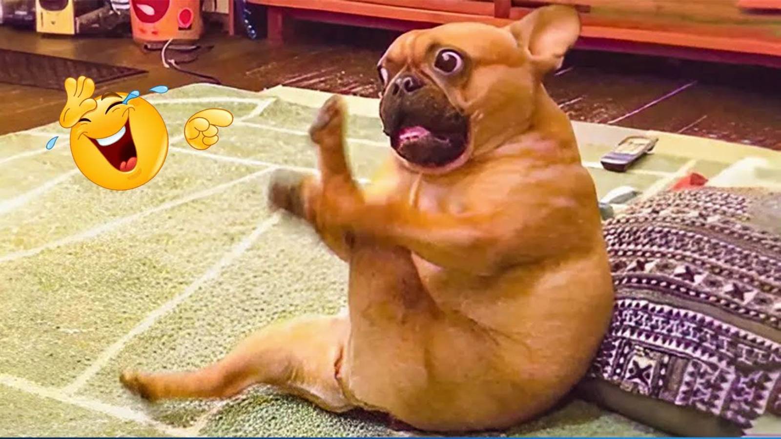 Когда Бог Посылает Вам Забавных Собак И Кошек, Подборка самых смешных Домашних Животных