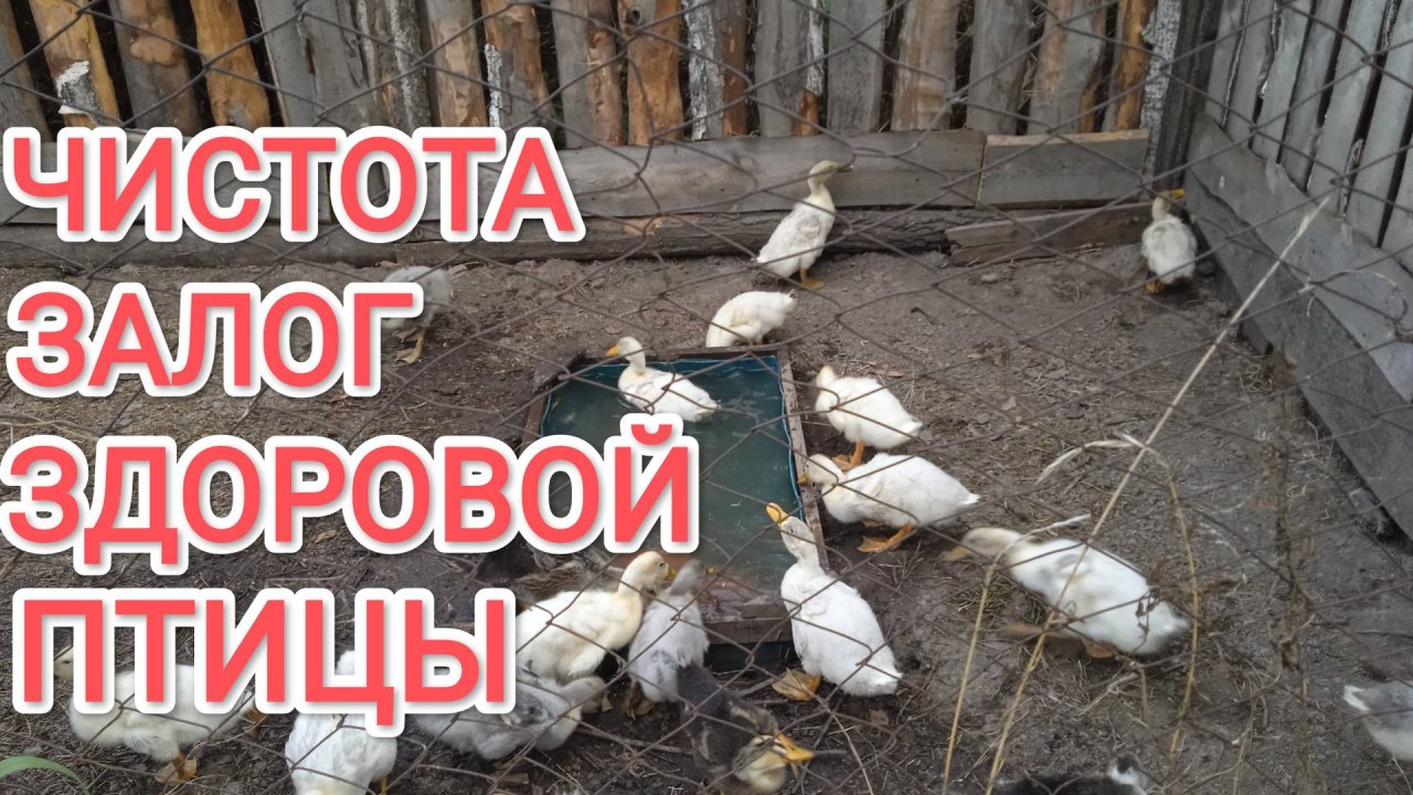 Чистота залог здоровой птицы Как часто менять воду уткам