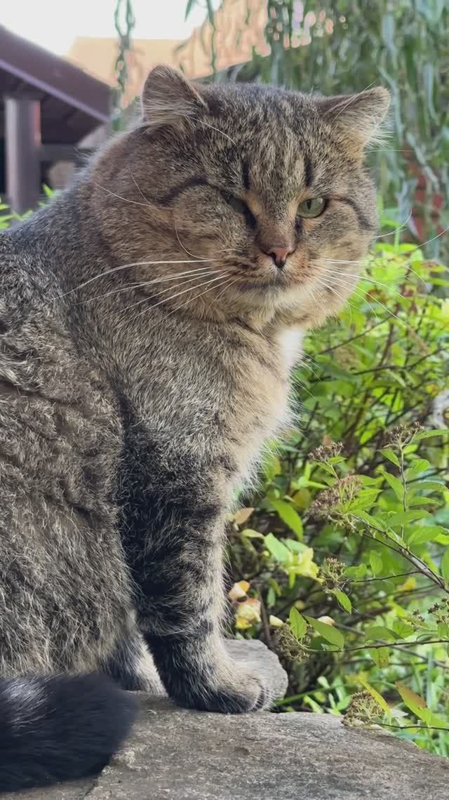 Очаровашка Барсик