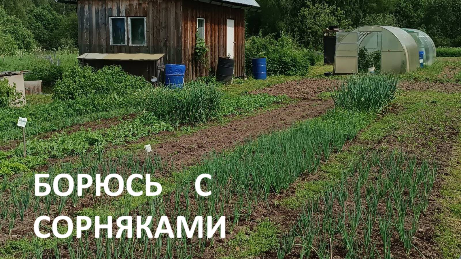 Борюсь с сорняками//резко похолодало//прогулка на речку// красота да и только!