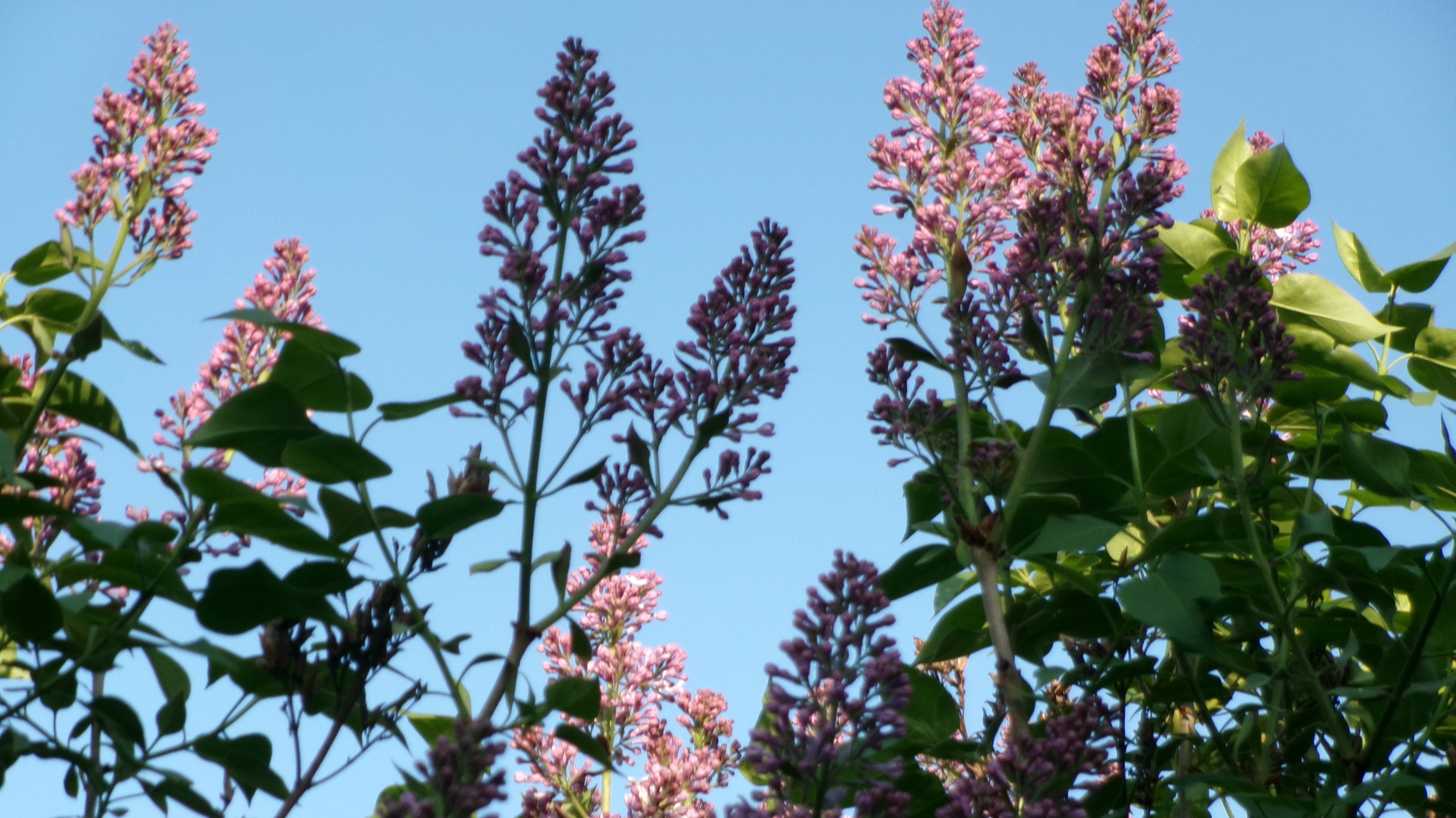 Красивая песня.   Исполнитель  Lx24 - Цветёт сирень...