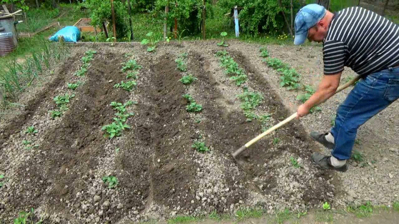 Окучка картошки в дачном саду