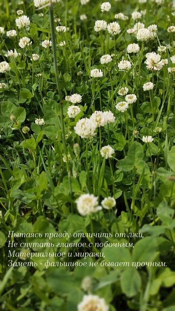 10.06.25 АЗ #ниднябезрифмы