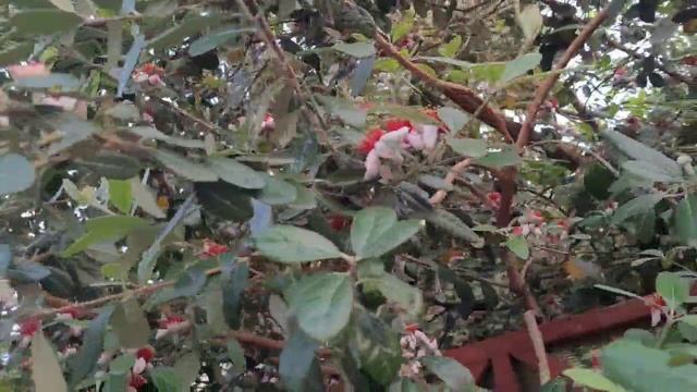 В Сочи цветёт Фейхоа.