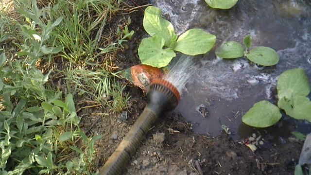 Обзор лунки с тыквой "Голиаф"