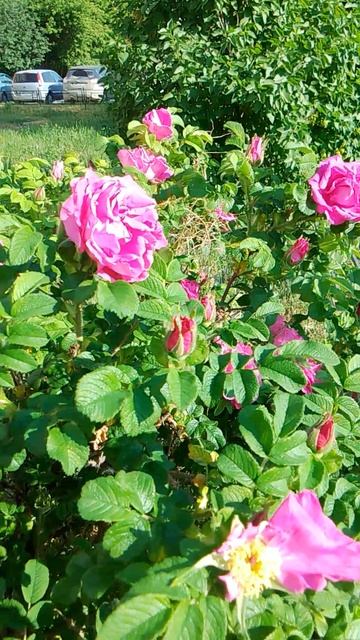 шиповника цветы громадные