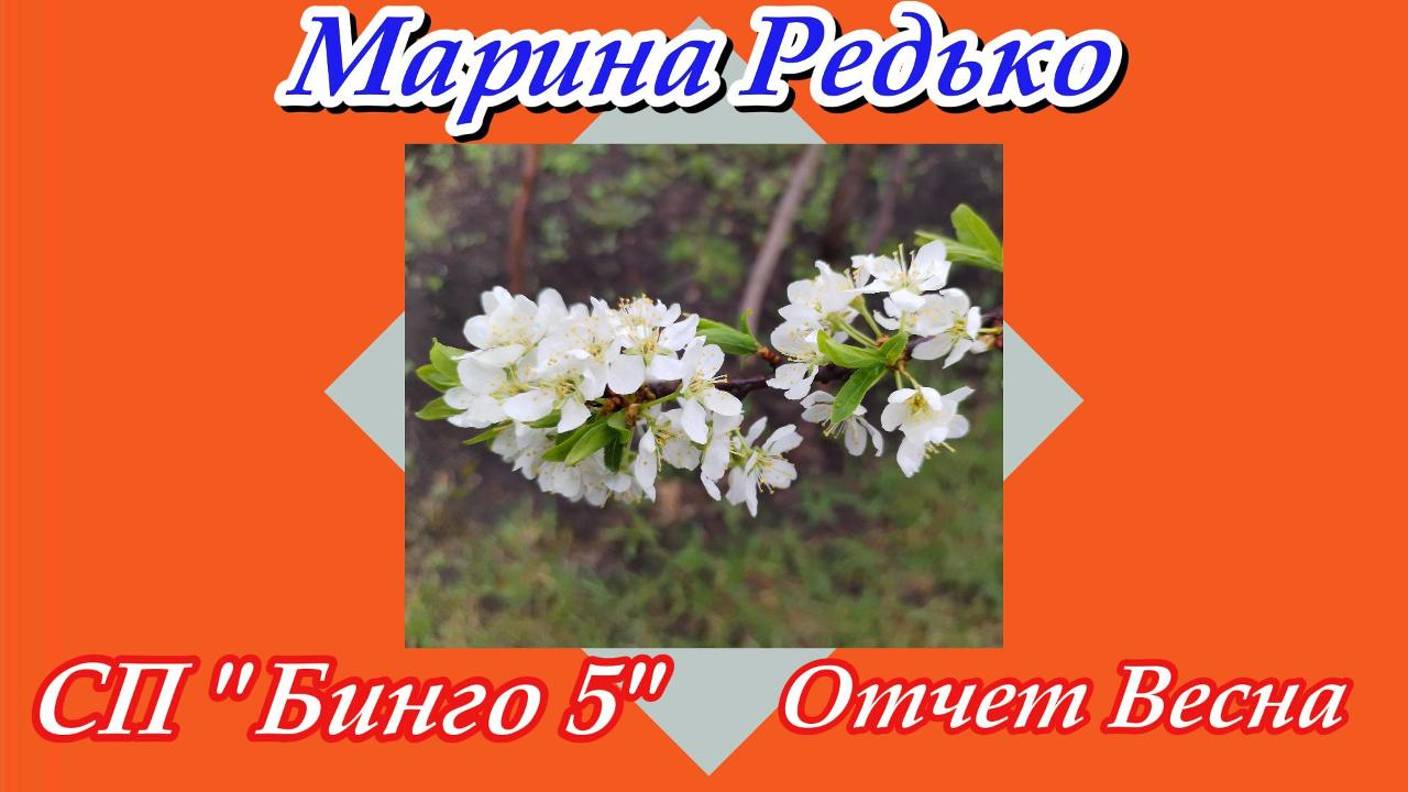 СП "Бинго 2025" / Отчет весна