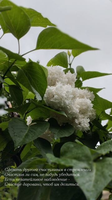 09.06.25 AЗ #ниднябезрифмы