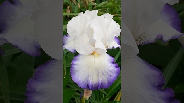 ирис QUEEN'S CIRCLE