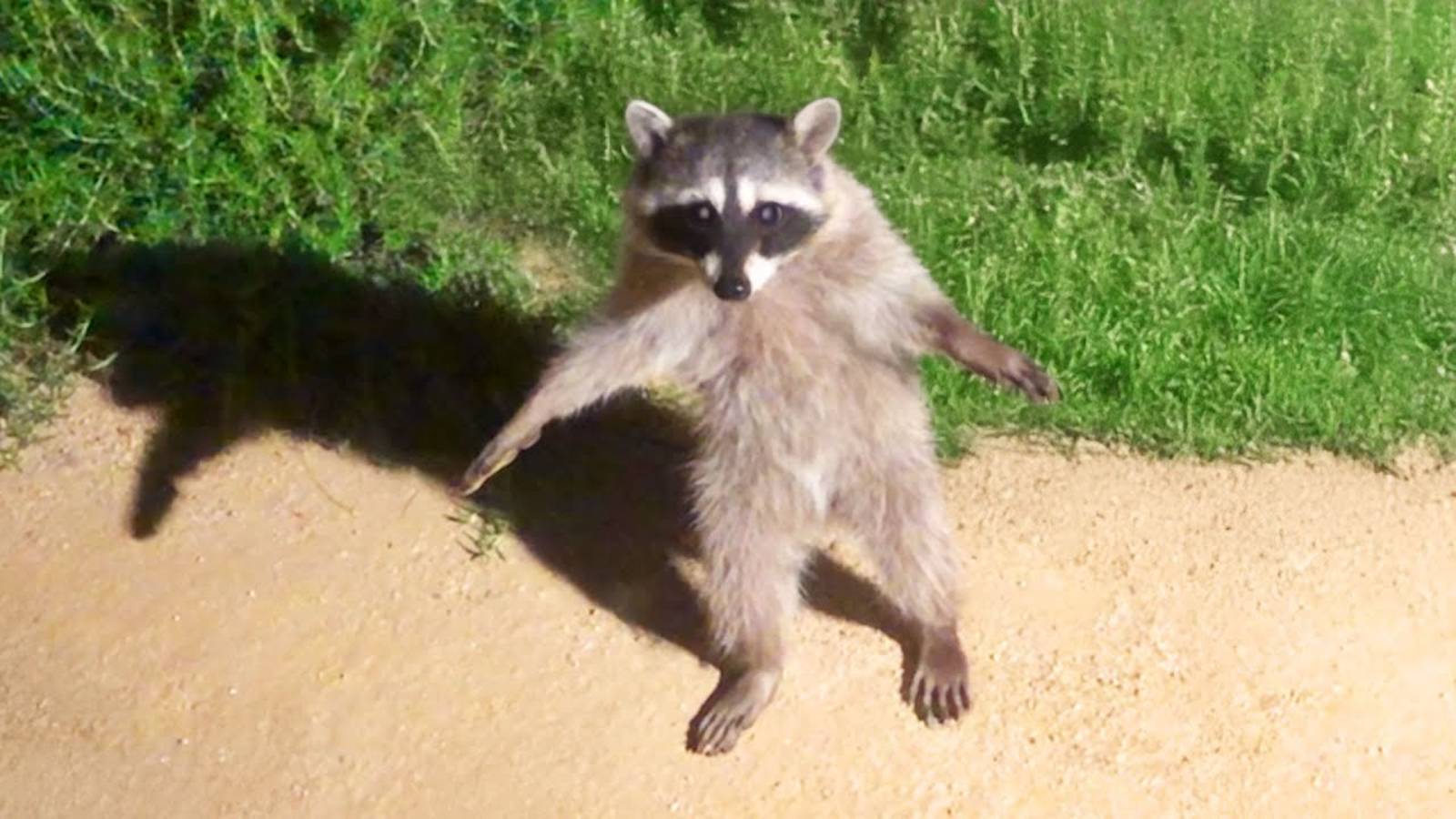 Самые смешные видео с животными в истории (Часть 1)