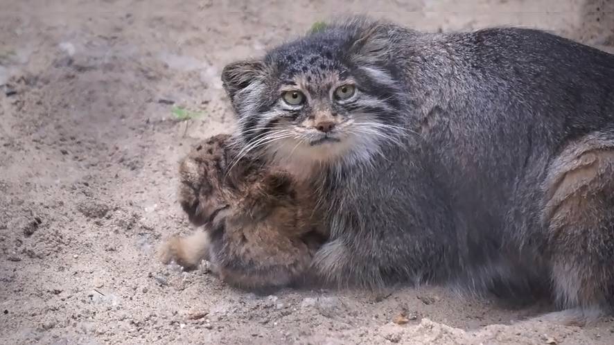 Мама Мия пытается своего смелого котенка вернуть домой, а тот снова сбегает.