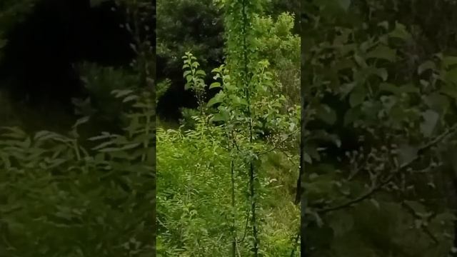 Аффирмации от Амайи. Ботанический сад Тбилиси. #вселеннаяя, #аффирмации