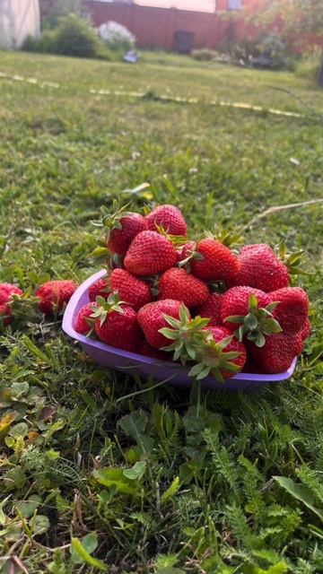 Пошла клубника…