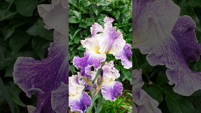 ирис MOONLIT WATER