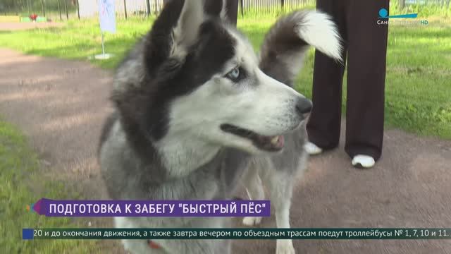 Подготовка к забегу «Быстрый пёс»