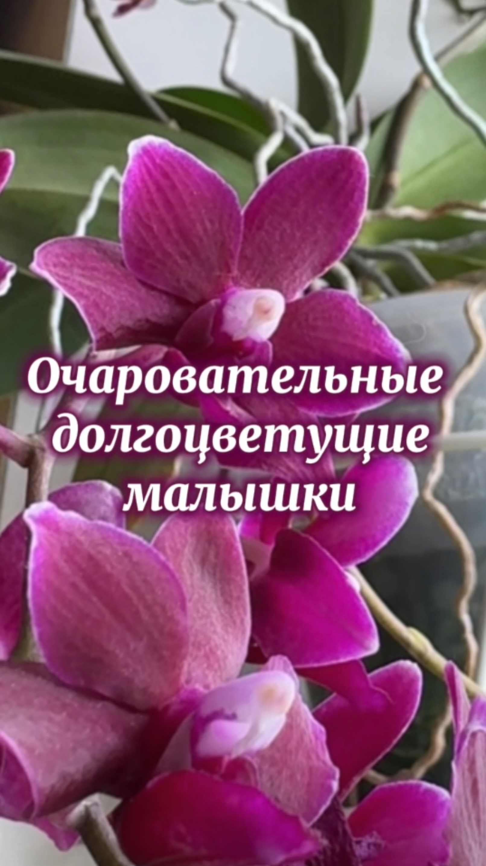 Наши мелкашки-орхидеи