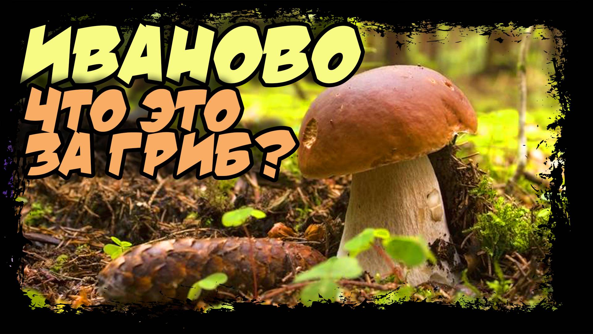 Иваново. Поход за грибами. Что это за гриб?  #иваново #грибы
