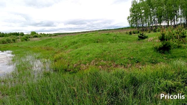 Большой пруд за деревней Сысоево 20 мая 2025 год