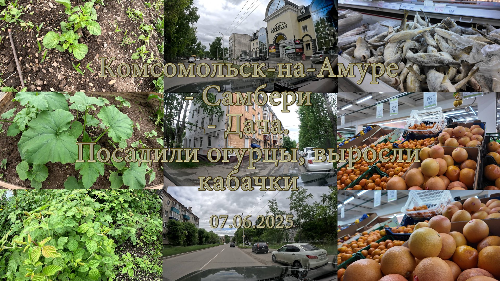 Комсомольск-на-Амуре - Самбери - Дача. Посадили огурцы, выросли кабачки. 07.06.2025