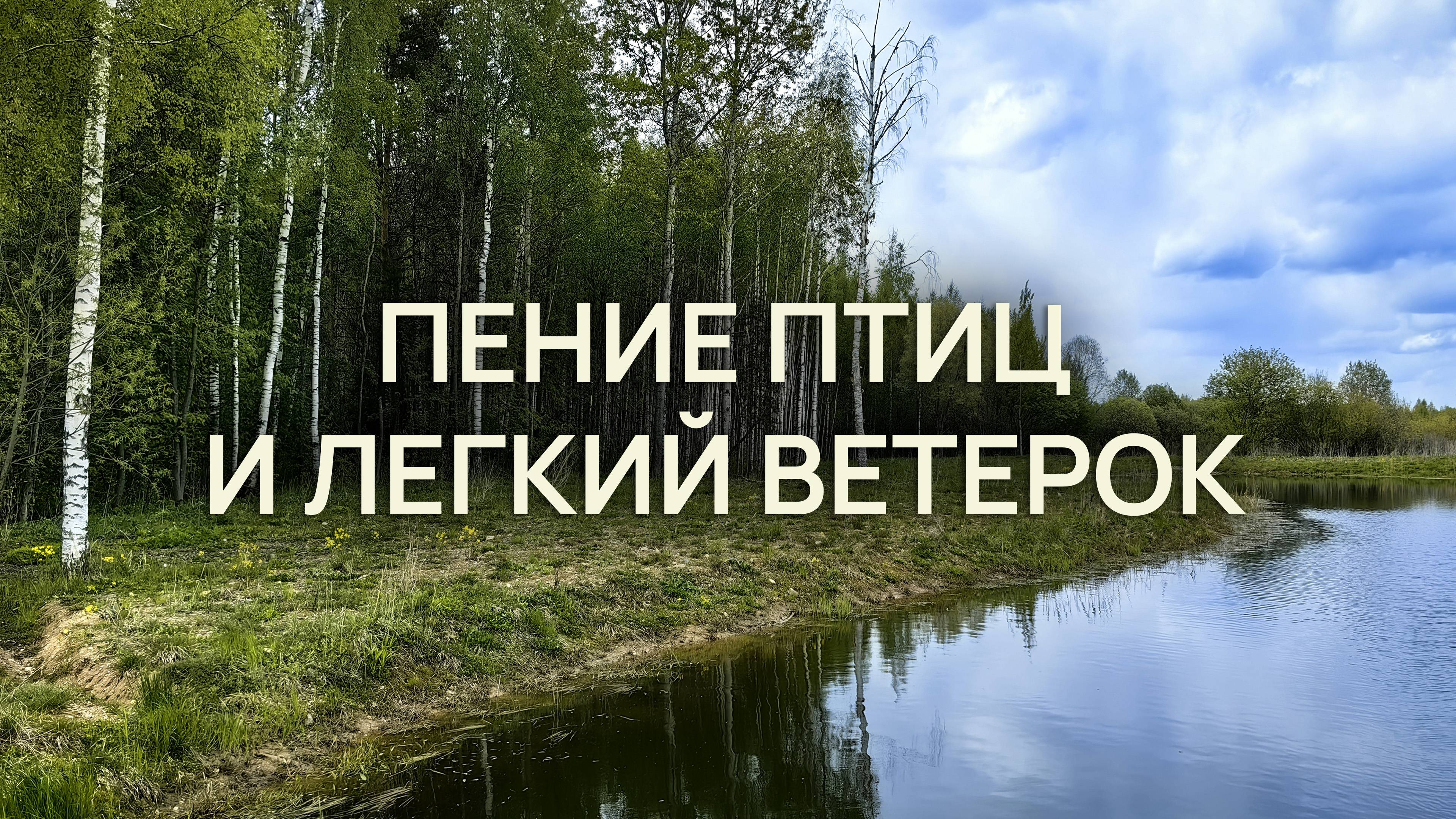 Пение птиц и легкий ветерок: 60 минут чистого релакса в Завидово | ASMR звуки природы