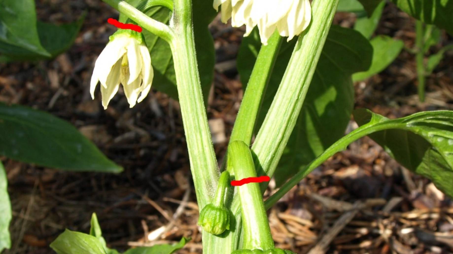 Помогаем перцам окрепнуть и пойти в рост.