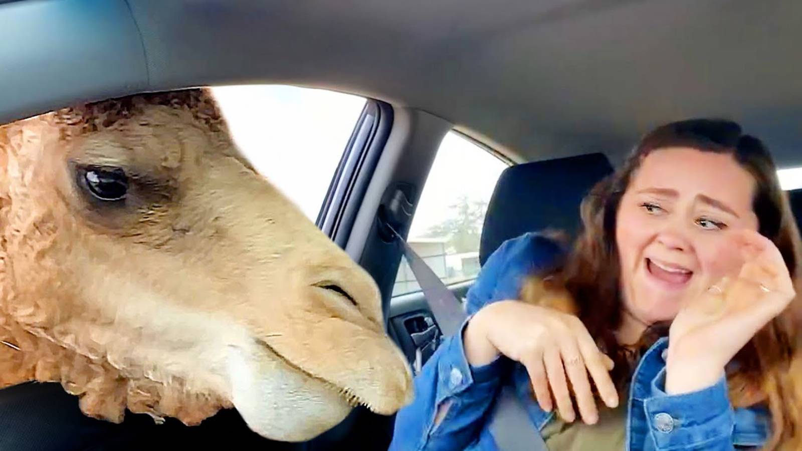 Лучшее из Интернета (2024)