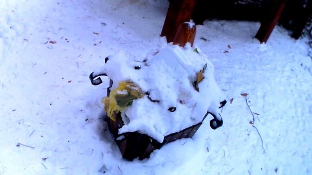 ВЛОГ ГУЛЯЮ В ЗИМНЕМ СОСНОВОМ ЛЕСУ 22.02.2018