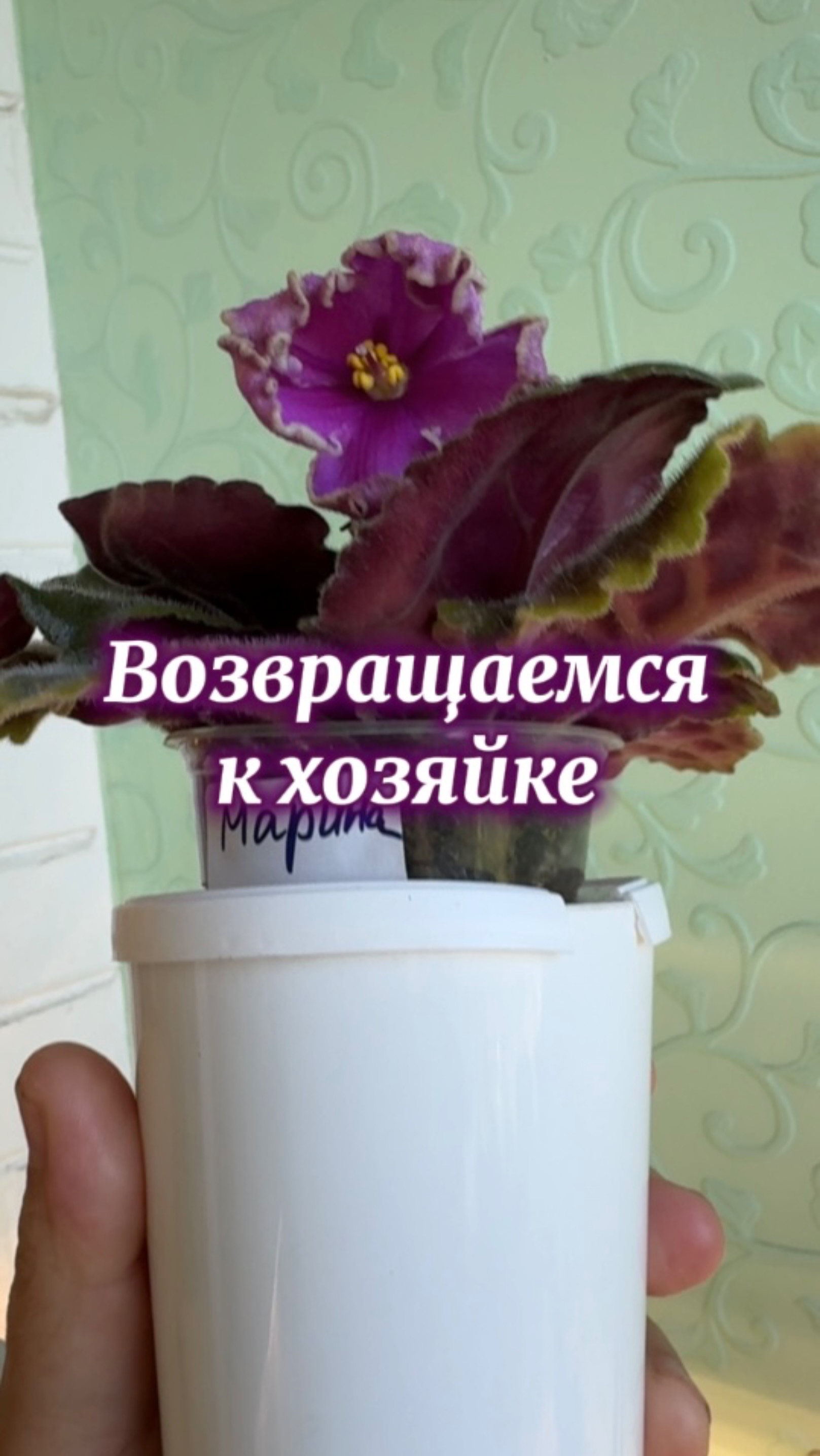 Возвращение восстановленной фиалки